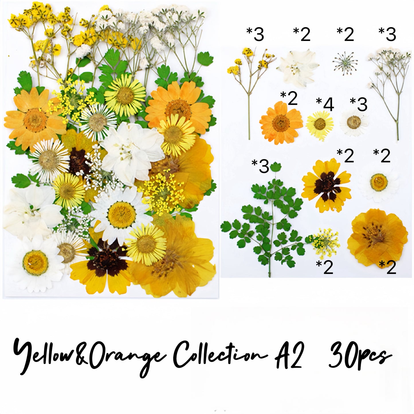 Pressed flowers and leaves| Shades of Yellow&Orange Collection