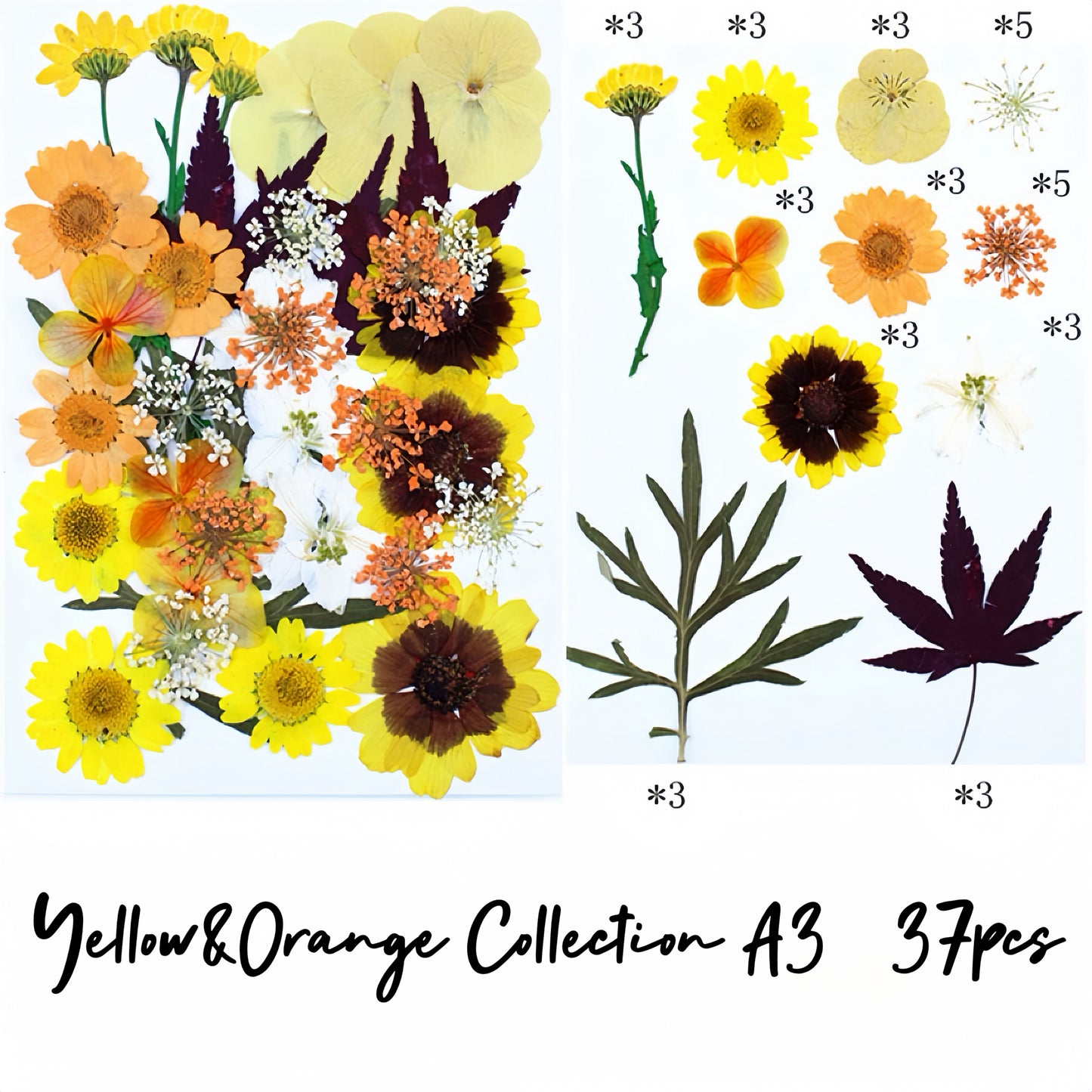 Pressed flowers and leaves| Shades of Yellow&Orange Collection