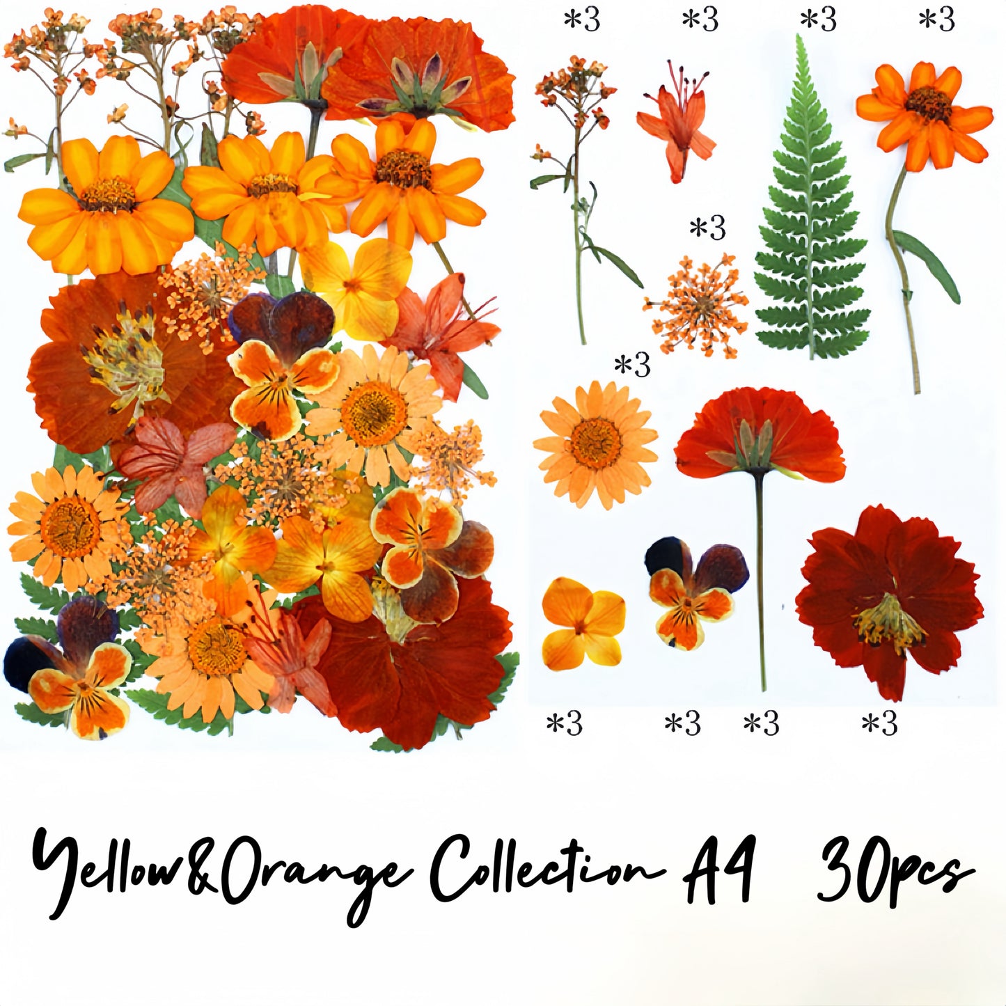 Pressed flowers and leaves| Shades of Yellow&Orange Collection