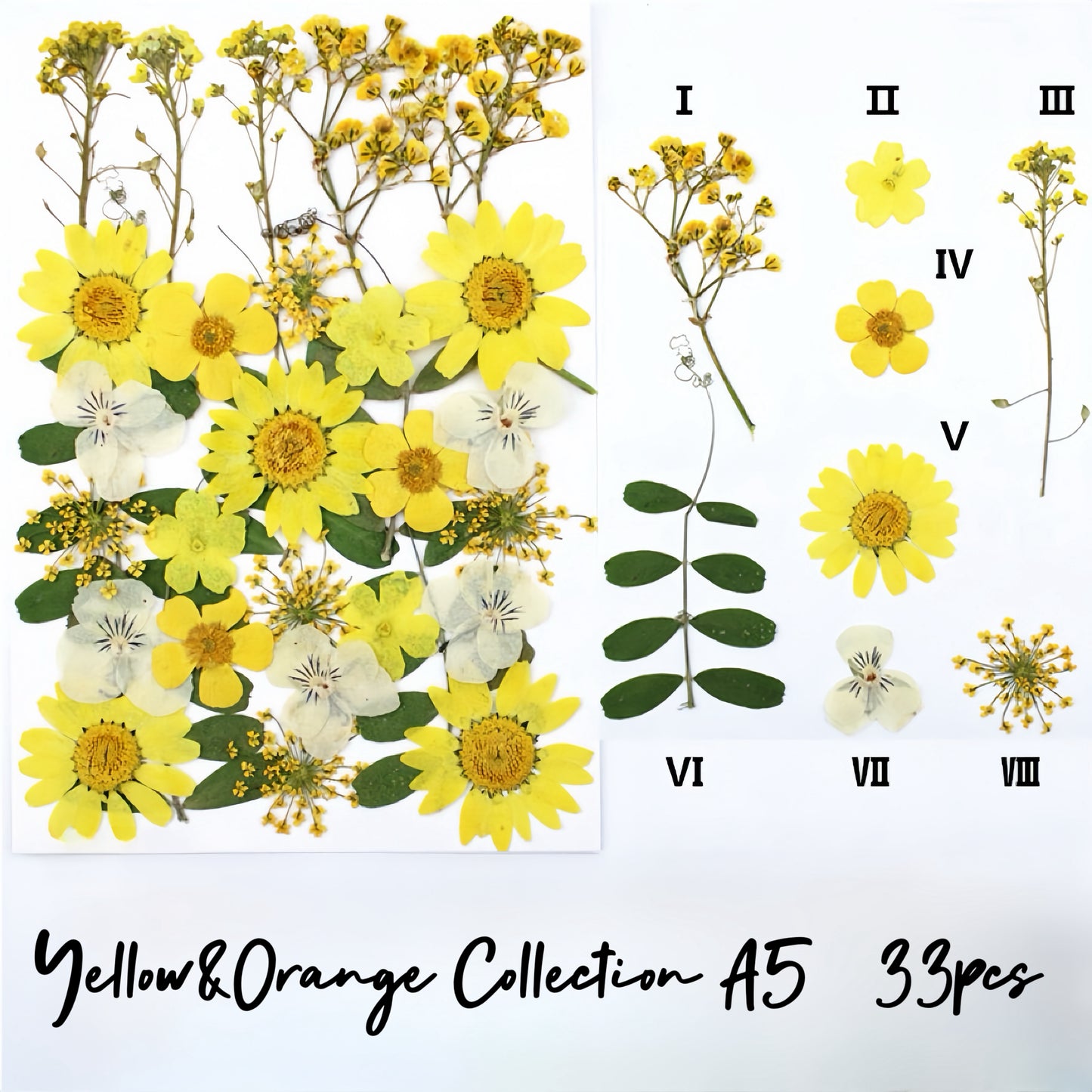 Pressed flowers and leaves| Shades of Yellow&Orange Collection