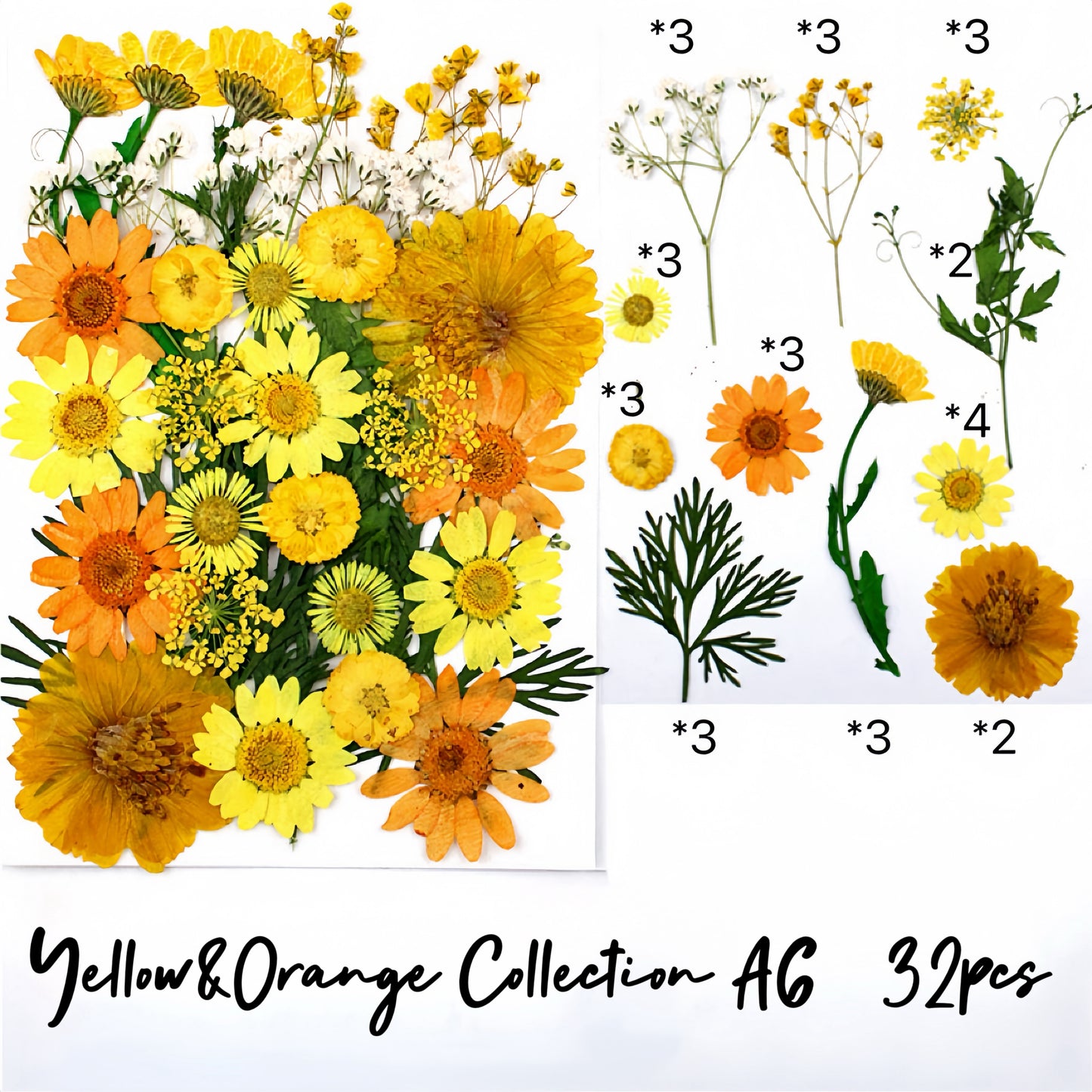 Pressed flowers and leaves| Shades of Yellow&Orange Collection