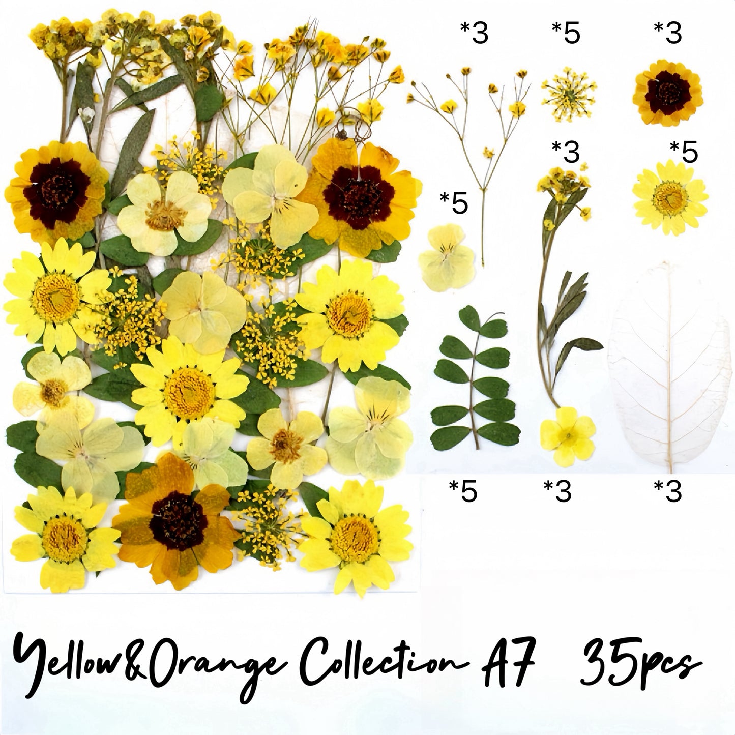 Pressed flowers and leaves| Shades of Yellow&Orange Collection