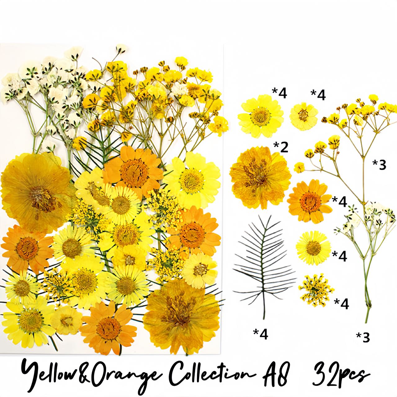 Pressed flowers and leaves| Shades of Yellow&Orange Collection