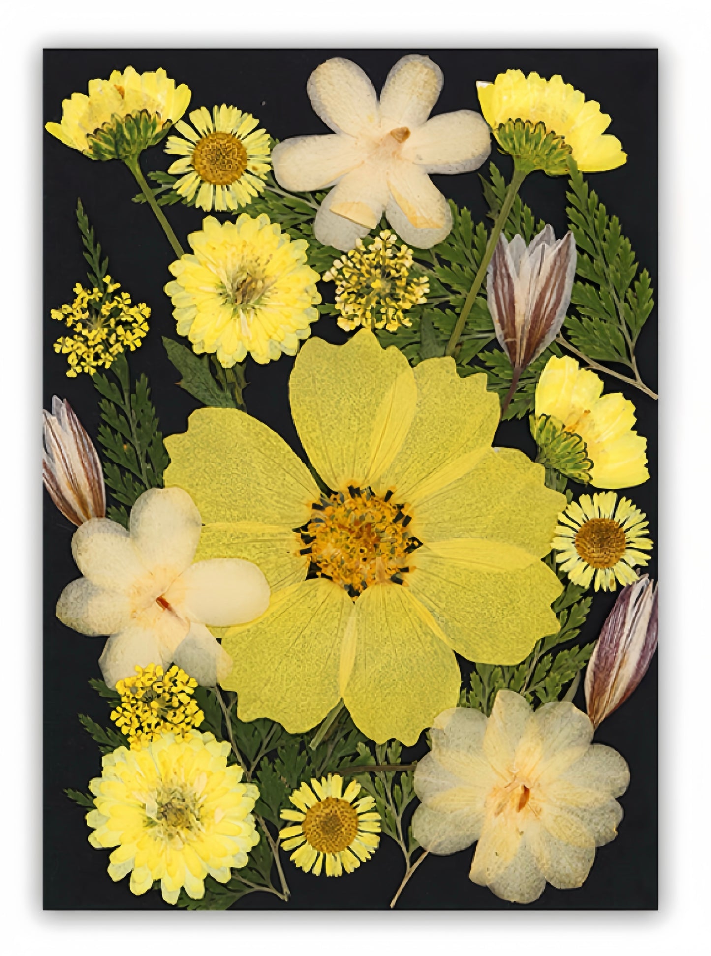 Dried Pressed Flowers & Leaves | Vintage Edition