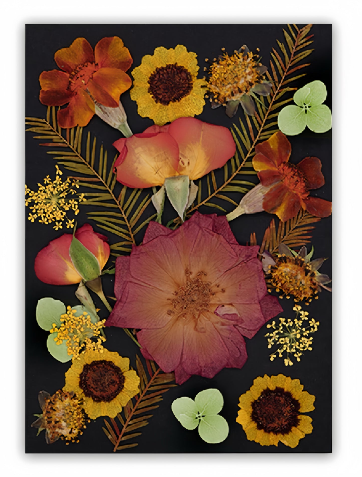 Dried Pressed Flowers & Leaves | Vintage Edition