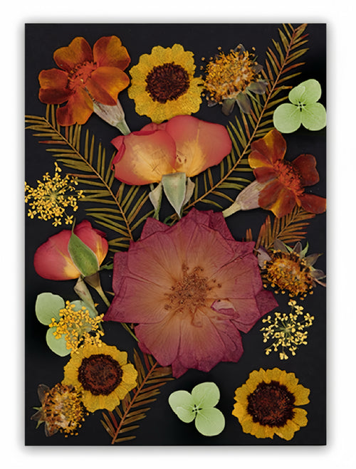 Dried Pressed Flowers & Leaves | Vintage Edition