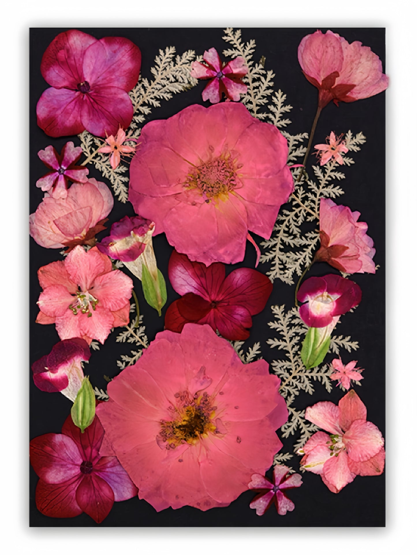 Dried Pressed Flowers & Leaves | Vintage Edition