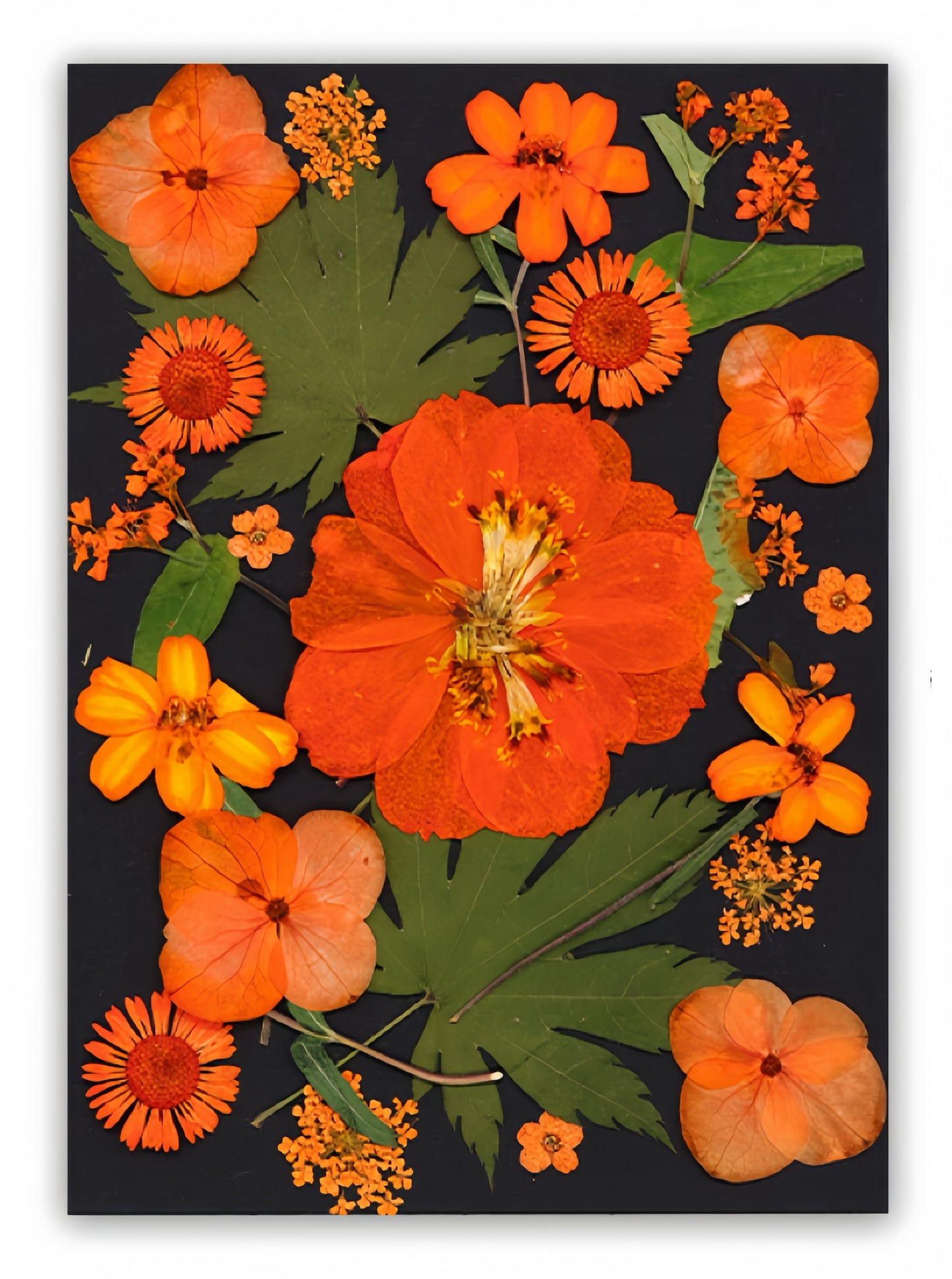 Dried Pressed Flowers & Leaves | Vintage Edition