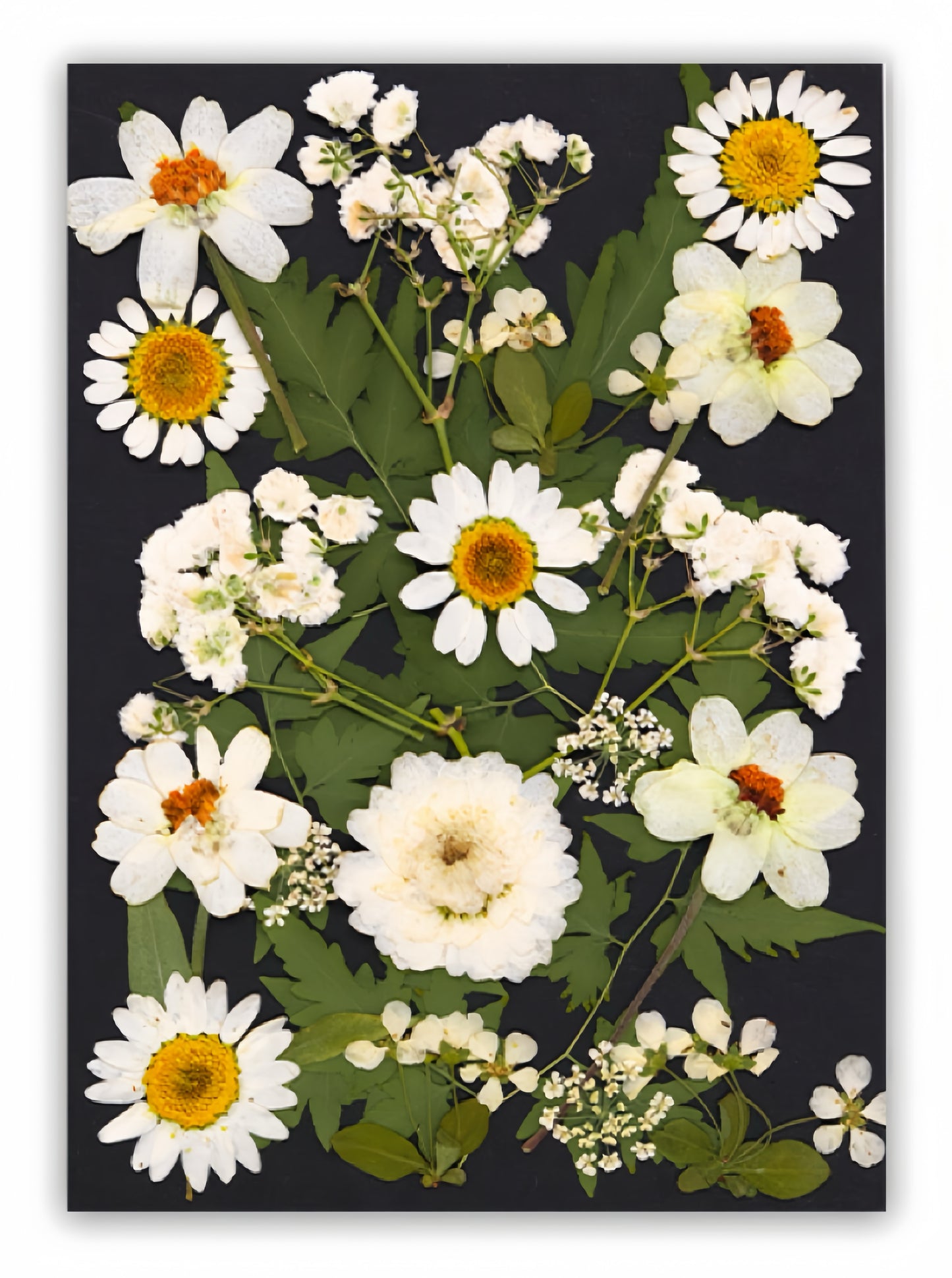 Dried Pressed Flowers & Leaves | Vintage Edition